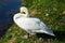 Swan resting on the grass