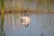 Swan on rippled lake with reed reflections closeup view with selective focus on foreground