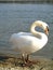 Swan at the river