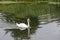 Swan on River Nene at Wansford Lock Cambridgeshire (1)