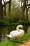 Swan by River Test, Mottisfont Abbey, Hampshire, England