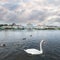 Swan on a Romantic Lake