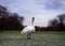 Swan in the round pond of Hyde park in winter, London