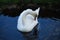 Swan Ruffling his Feathers in Shallow Pond Waters