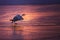 Swan running on ice, taking off to the sky