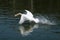 Swan running on water