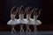 Swan`s lake ballet performance choreographed by Ukrainian artist