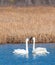 Swan\'s in Potters Marsh