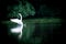 Swan sailing on the lake in a forest