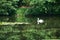 Swan sailing on the lake in a forest