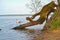 The swan sails down Vichtynetskii Lake past a fallen tree. Kaliningrad region