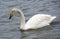 Swan in Sayram Lake