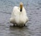 Swan in Sayram Lake