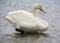 Swan in Sayram Lake
