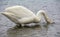 Swan in Sayram Lake