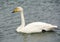 Swan in Sayram Lake