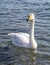 Swan in Sayram Lake