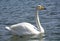 Swan in Sayram Lake