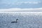 The swan in sayram lake