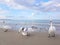 Swan and seagull are fighting over the food at the baltic sea