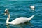 Swan and seagull on lake