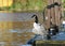 Swan and seagulls by lake