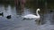 Swan in Seepark Freiburg