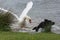 Swan sees off an attack by dog