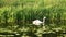 Swan in Shapwick Heath National Nature Reserve in Somerset in England
