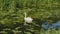 Swan in Shapwick Heath National Nature Reserve in Somerset in England