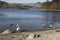 Swan on the shore at Lake Grasmere in the Lake District, Cumbria, England.