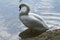 A swan at the shoreline