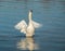 A swan on the shores of the upper zurich lake, Sankt Gallen, Switzerland