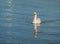A swan on the shores of the upper zurich lake, Sankt Gallen, Switzerland