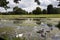 Swan & Signets at Charlecote Park