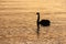 Swan silhouette on lake