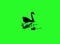 Swan silhouette while swimming in green screen, logo