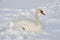 Swan sitting in deep snow
