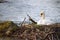 a swan sitting on its nest at the edge of a body of water