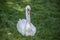 Swan is sitting on meadow