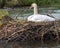 a swan sitting on the nest of a lake with water and reeds