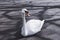 Swan sitting on the pavement in Regent`s Park