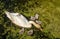 Swan with six cygnets feeding in a river.