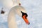 Swan on snow.