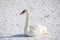 Swan on the snow. Bird and winter.