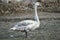 Swan in the spring