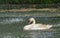 Swan in spring rain