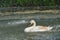 Swan in spring rain