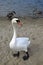 The swan stand on sand. A graceful beautiful adult waterfowl.