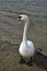 The swan stand on sand. A graceful beautiful adult waterfowl.